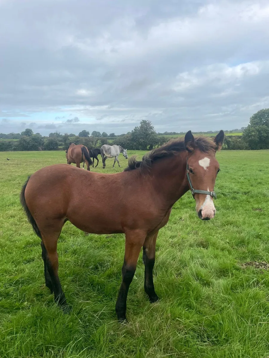 Irish Draught Filly Foal for sale - Image 2