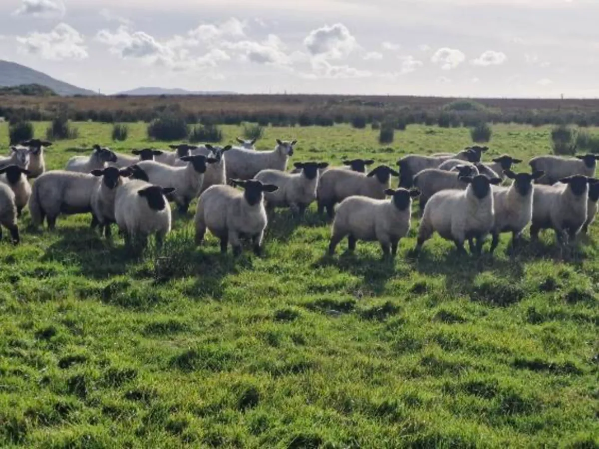 Suffolk x Blue Leicester Ewe lambs - Image 1