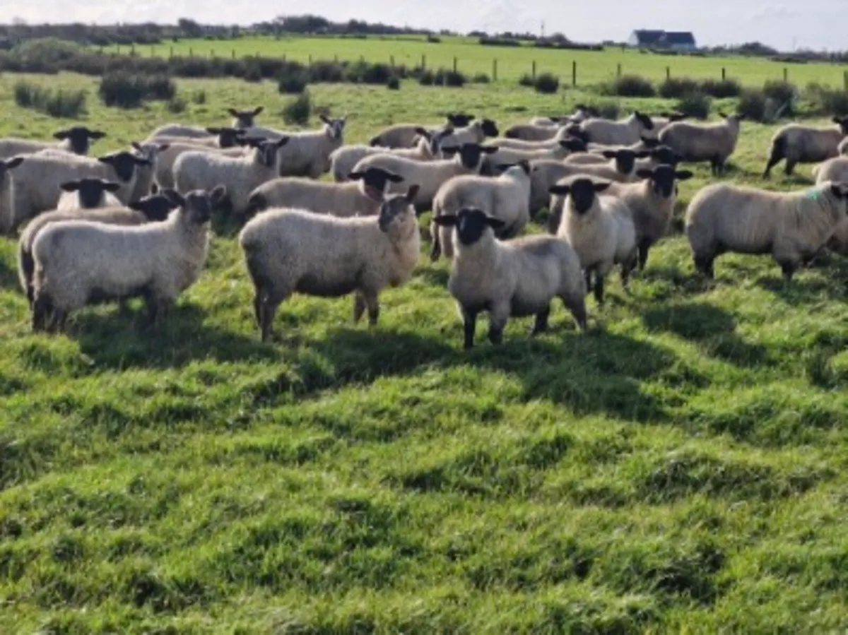 Suffolk x Blue Leicester Ewe lambs - Image 2