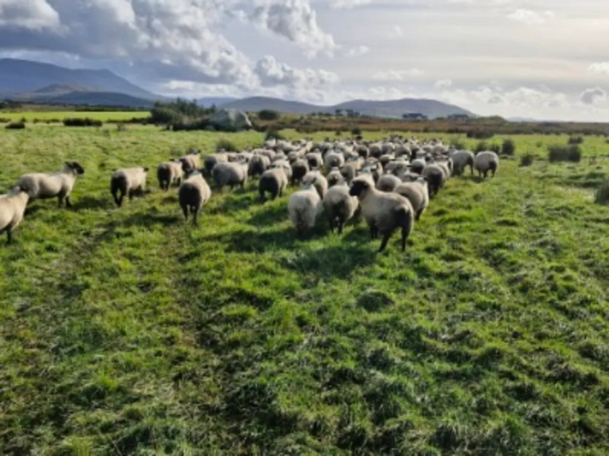 Suffolk x Blue Leicester Ewe lambs - Image 3