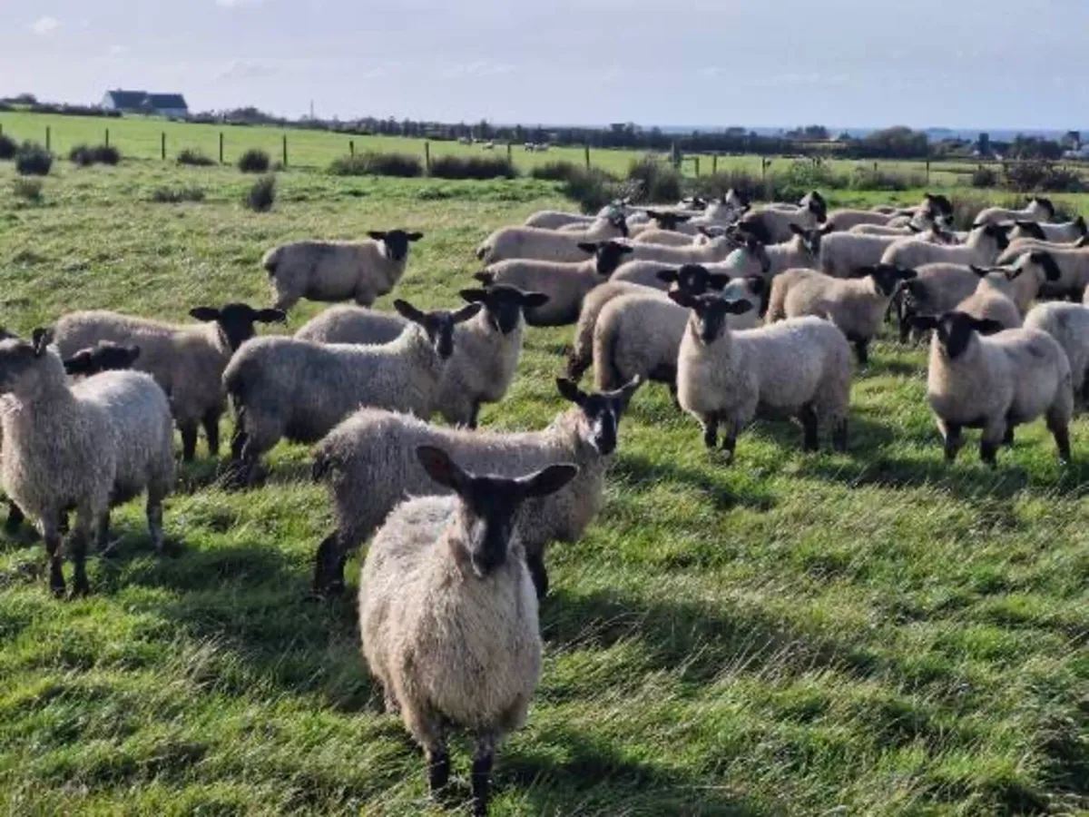 Suffolk x Blue Leicester Ewe lambs - Image 4