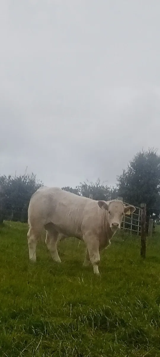 Bull weanlings FOR ROSCREA MART - Image 1