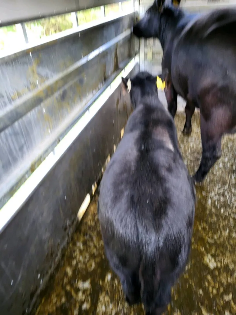 Elphin mart  pedigree cow and bull calf lot 95A - Image 1