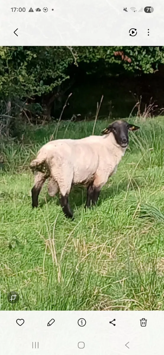 Ram - Image 2