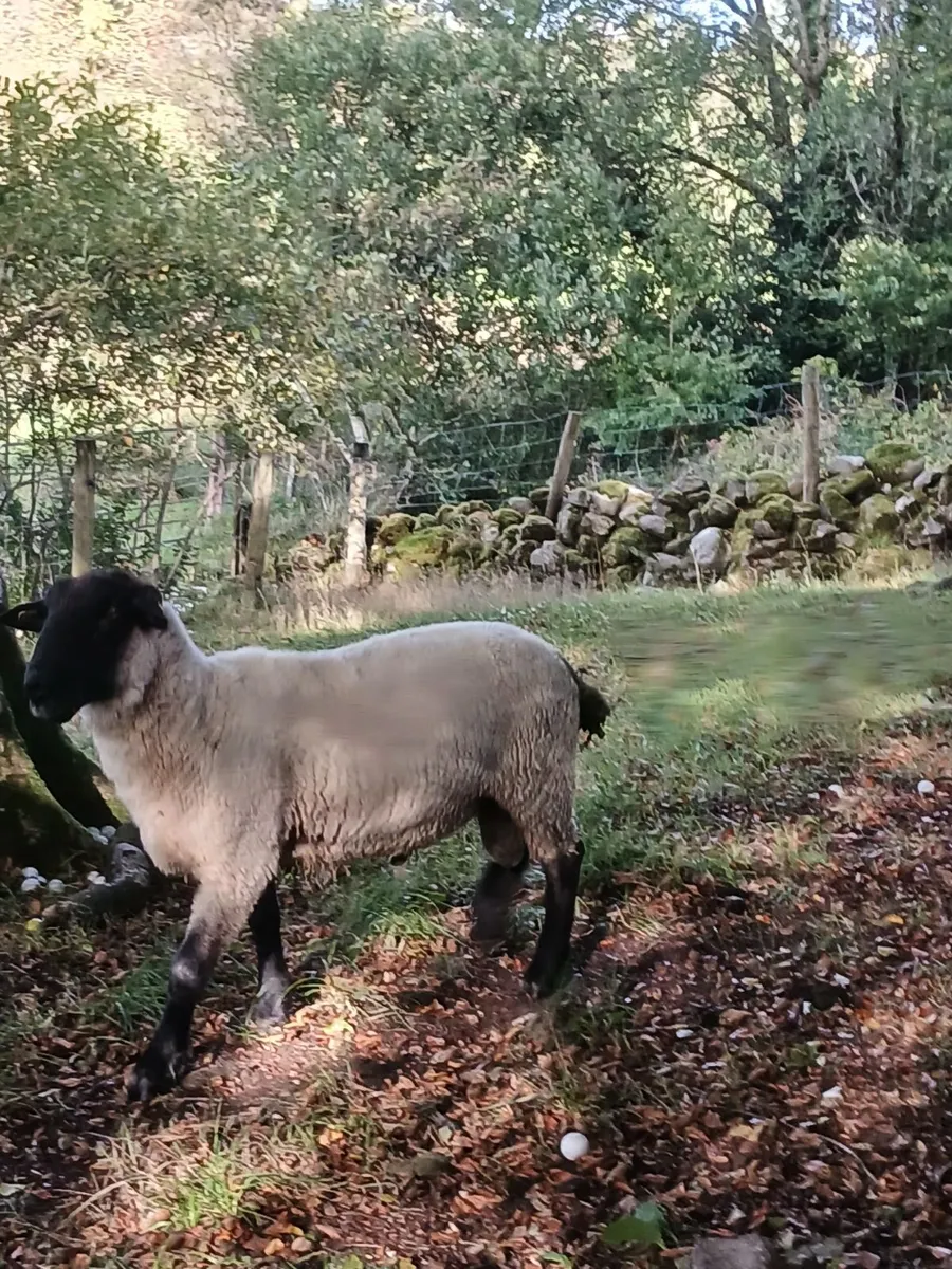 Ram - Image 3