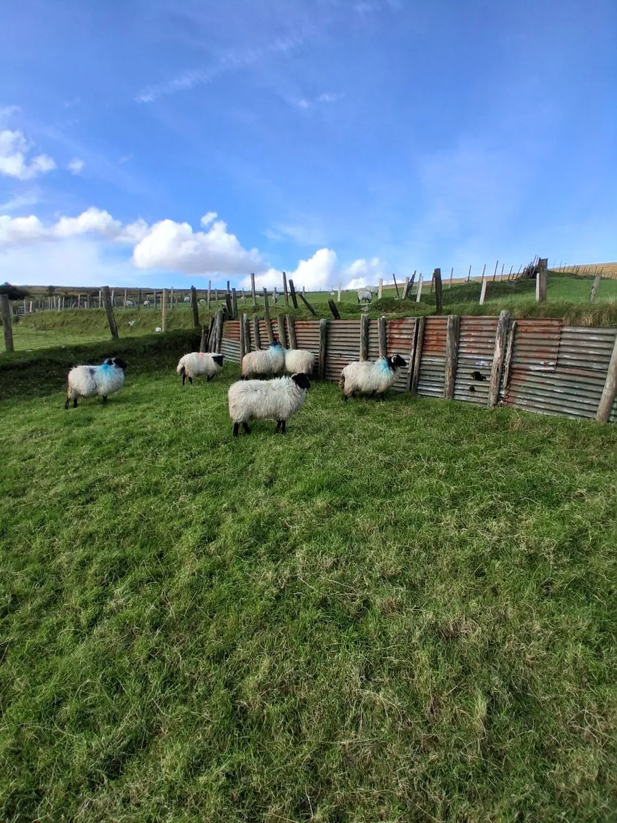 Six blackface mountain ewe lambs - Image 1