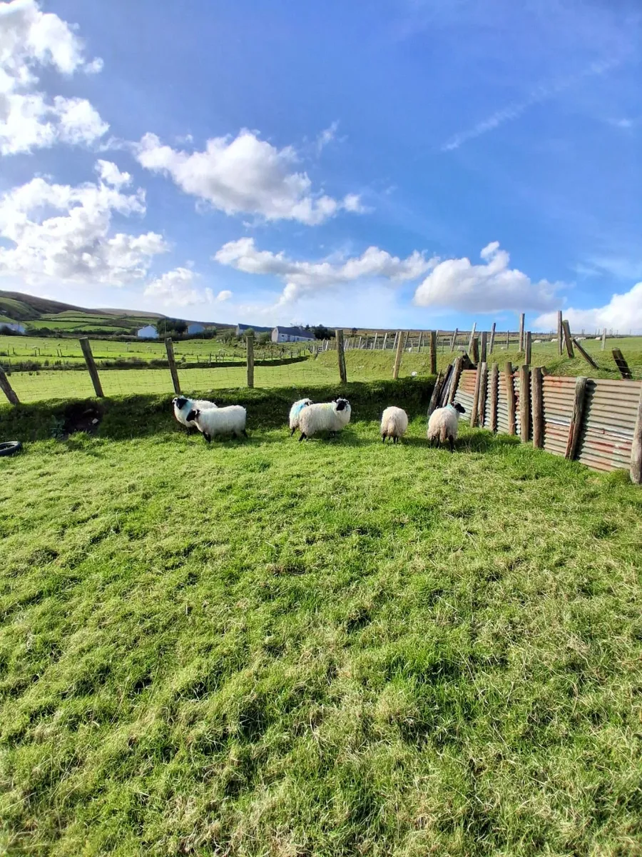 Six blackface mountain ewe lambs - Image 2