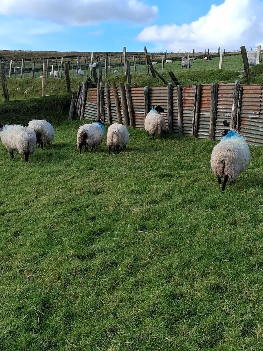 Six blackface mountain ewe lambs - Image 3