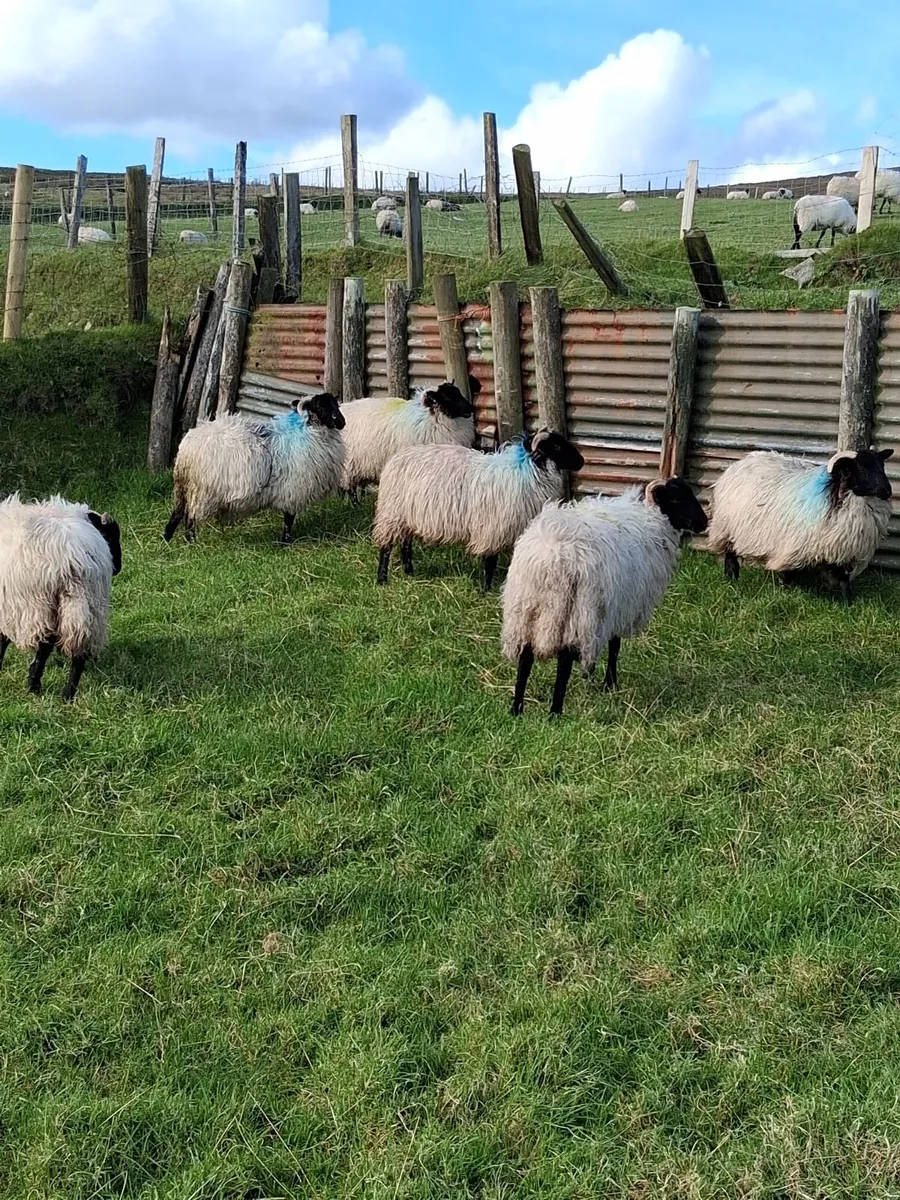 Six blackface mountain ewe lambs - Image 4