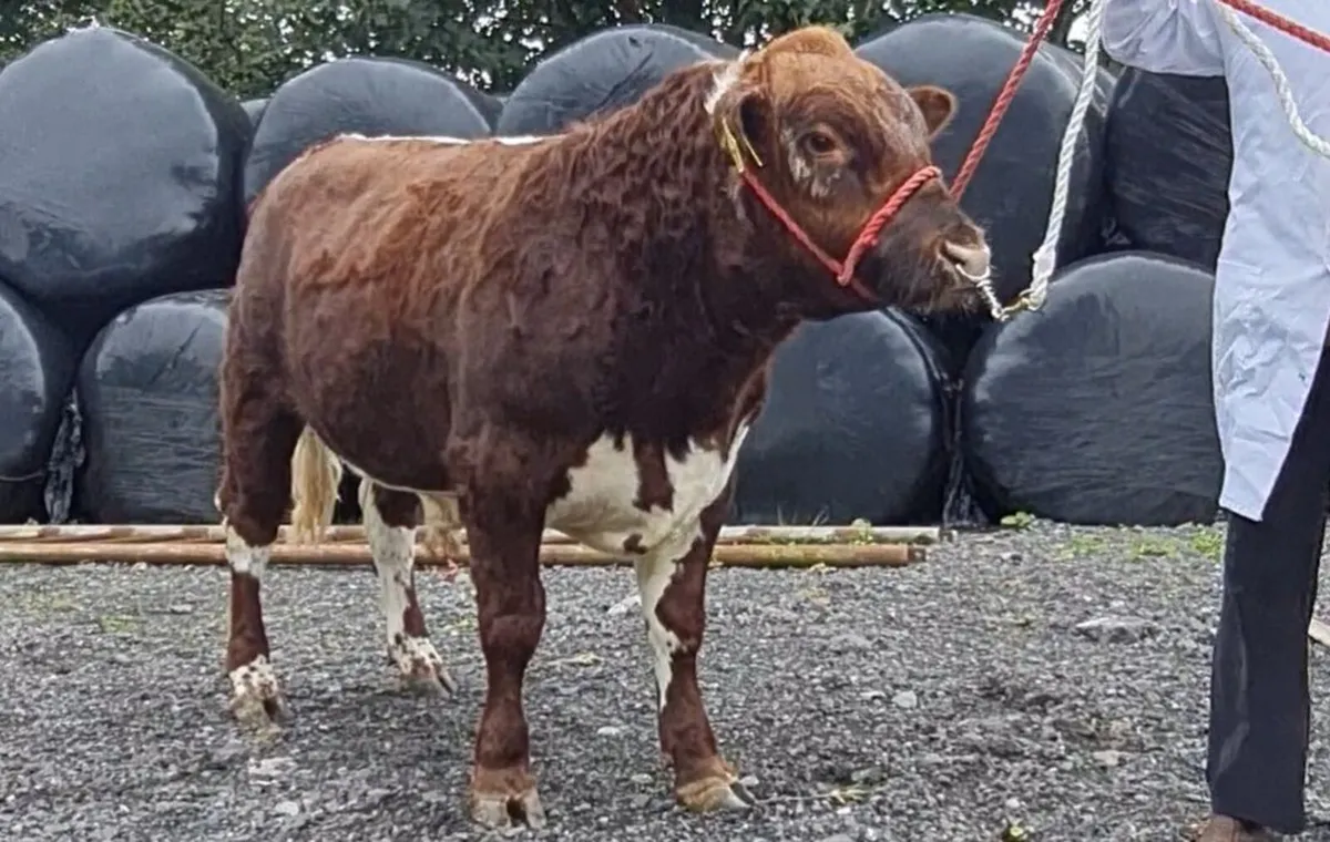 Irish Moiled bull - Image 1