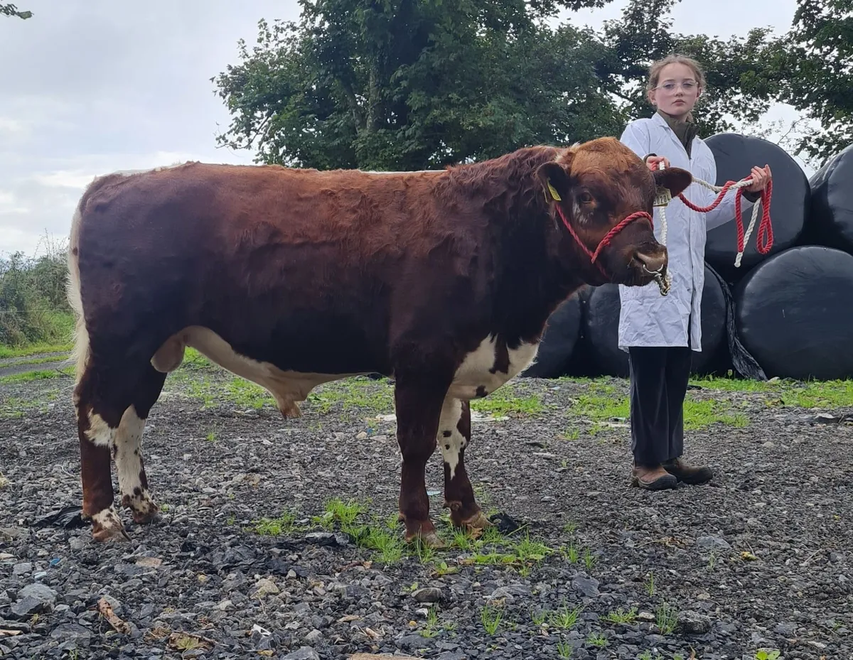 Irish Moiled bull - Image 2