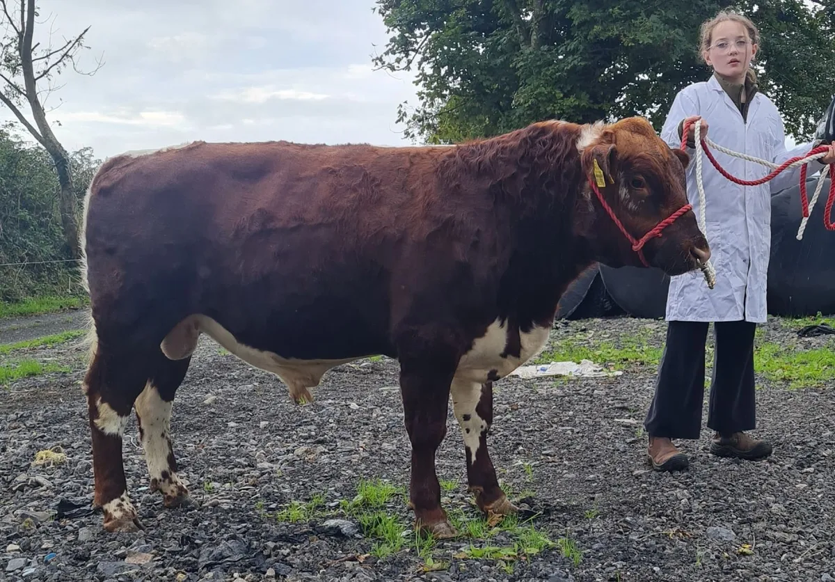 Irish Moiled bull - Image 3