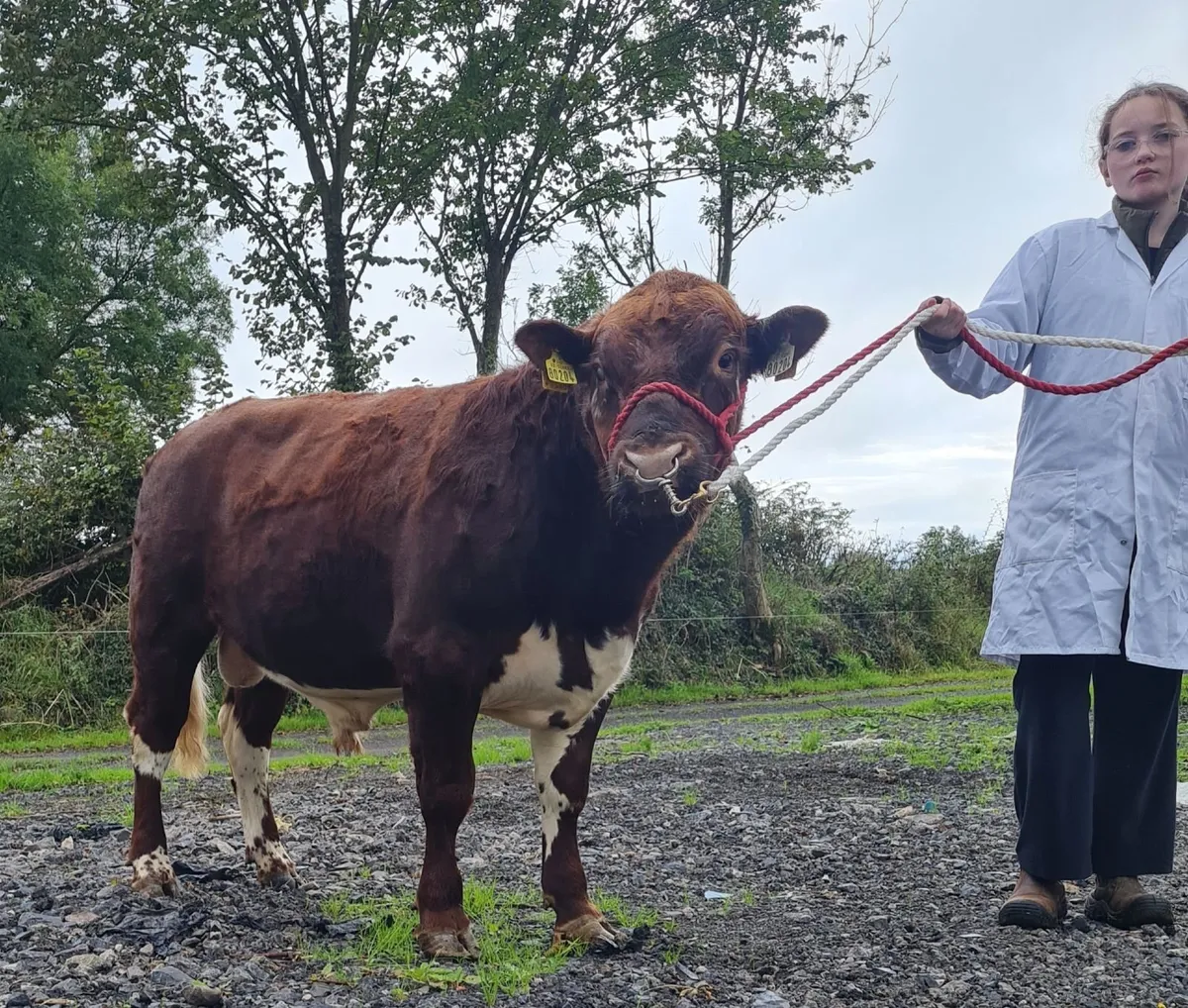 Irish Moiled bull - Image 4