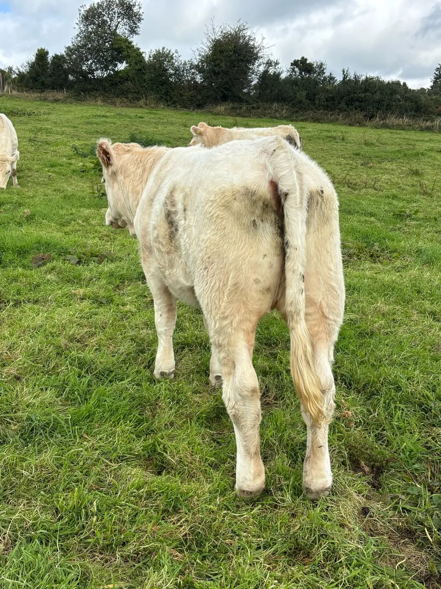 PBR Charolais Heifers - Image 2