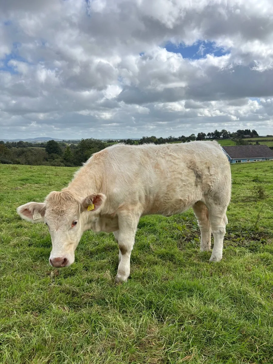 PBR Charolais Heifers - Image 3