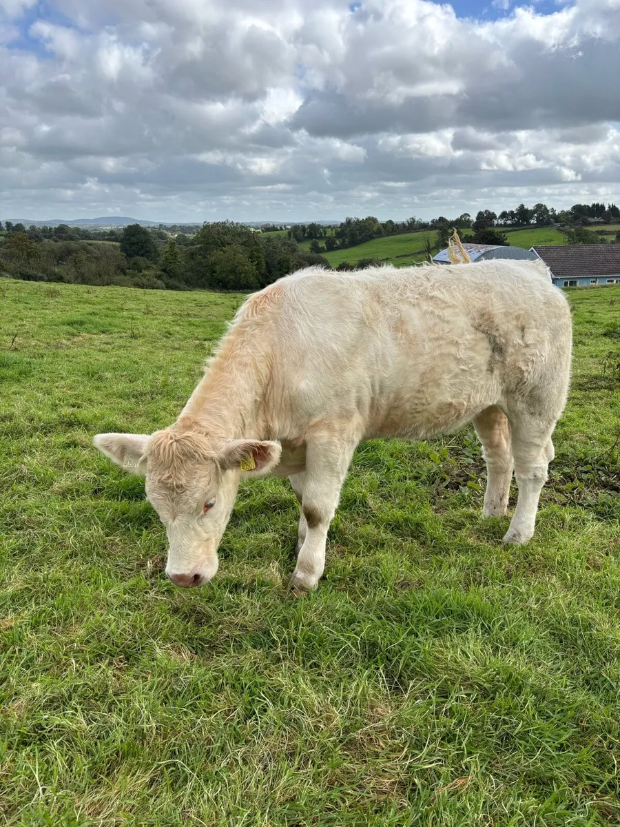 PBR Charolais Heifers - Image 4