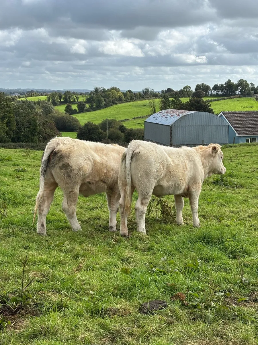 PBR Charolais Heifers - Image 1
