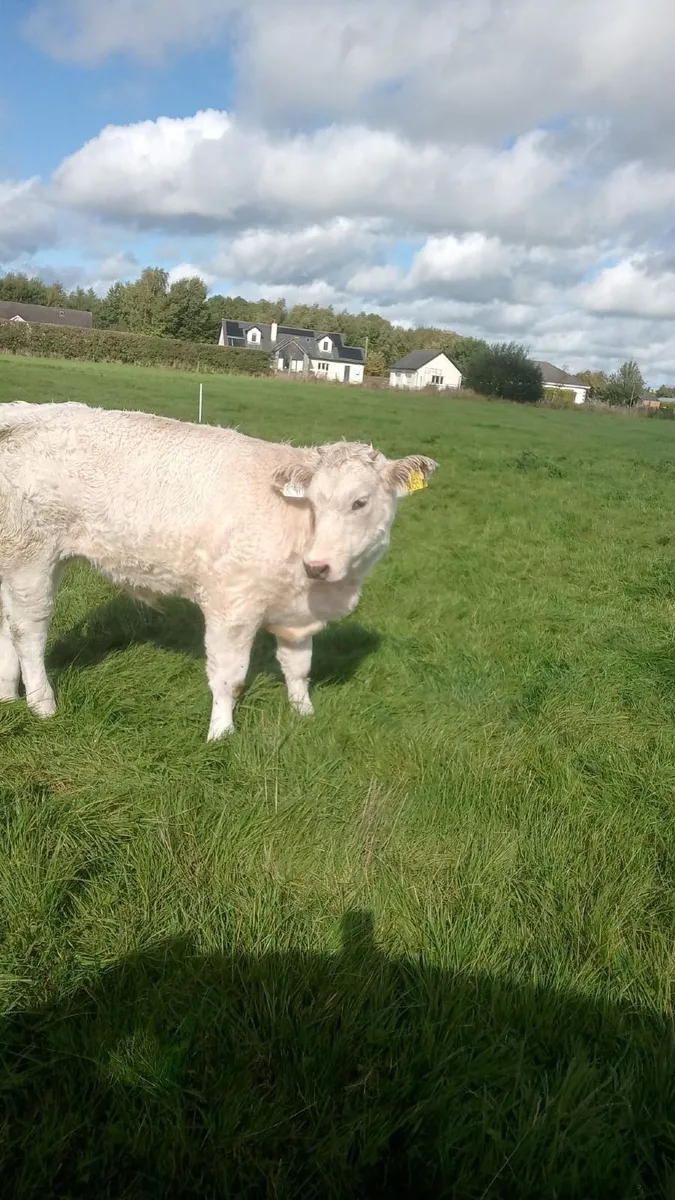 Beef cattle - Image 3
