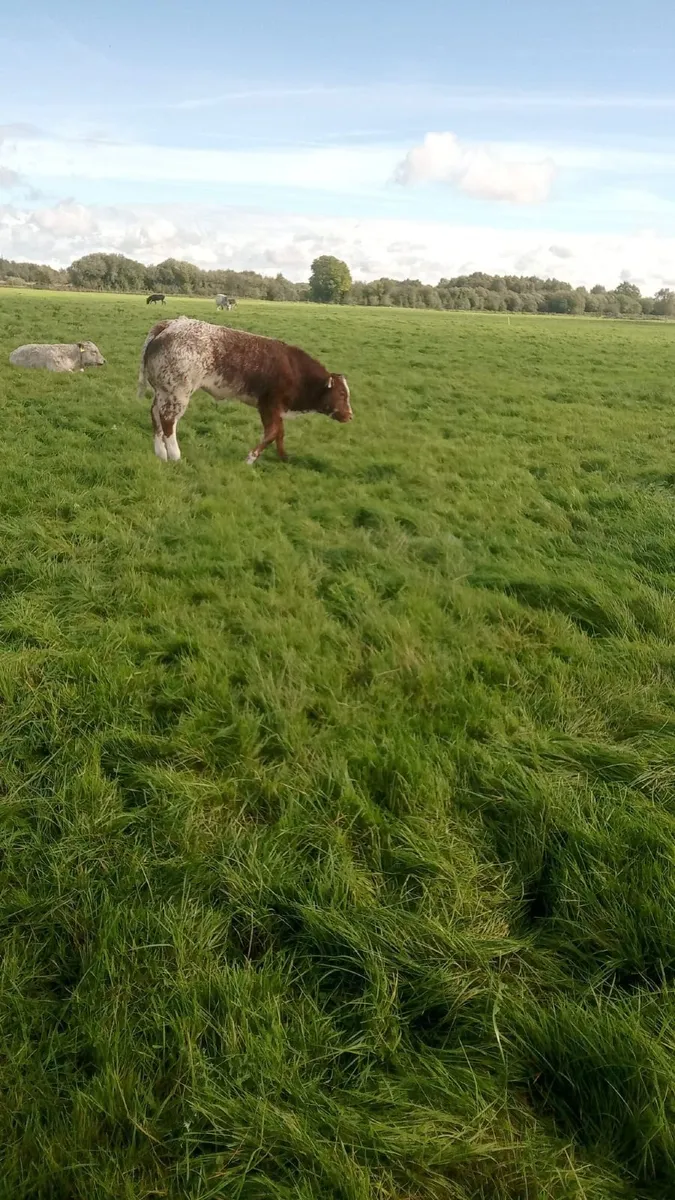 Beef cattle - Image 2