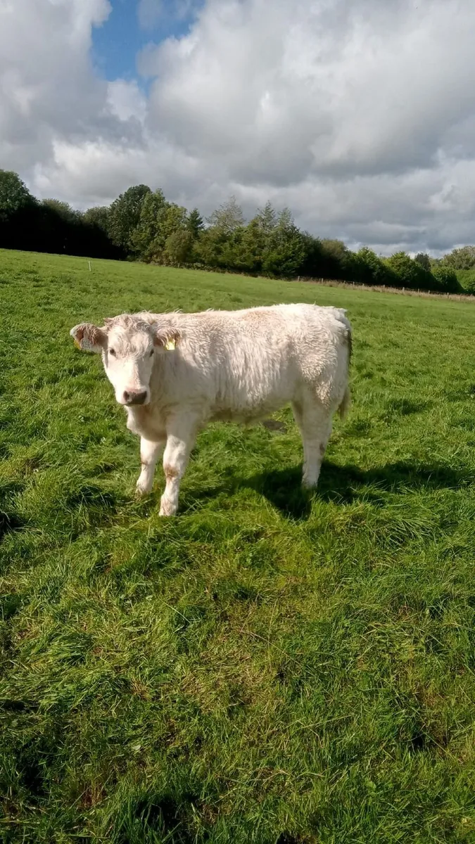 Beef cattle - Image 4