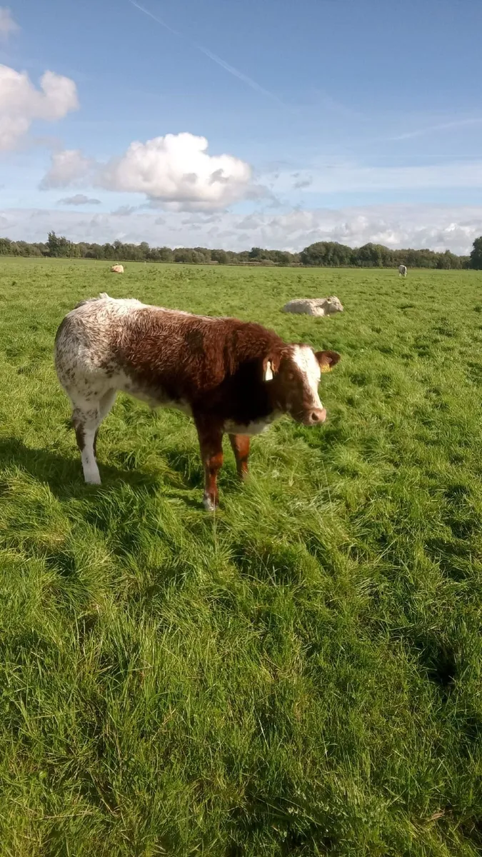 Beef cattle - Image 1