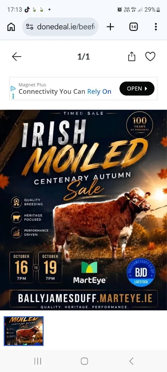 Irish Moiled bull - Image 3