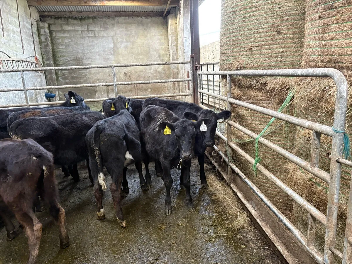 12 Angus heifer Weanlings - Image 2