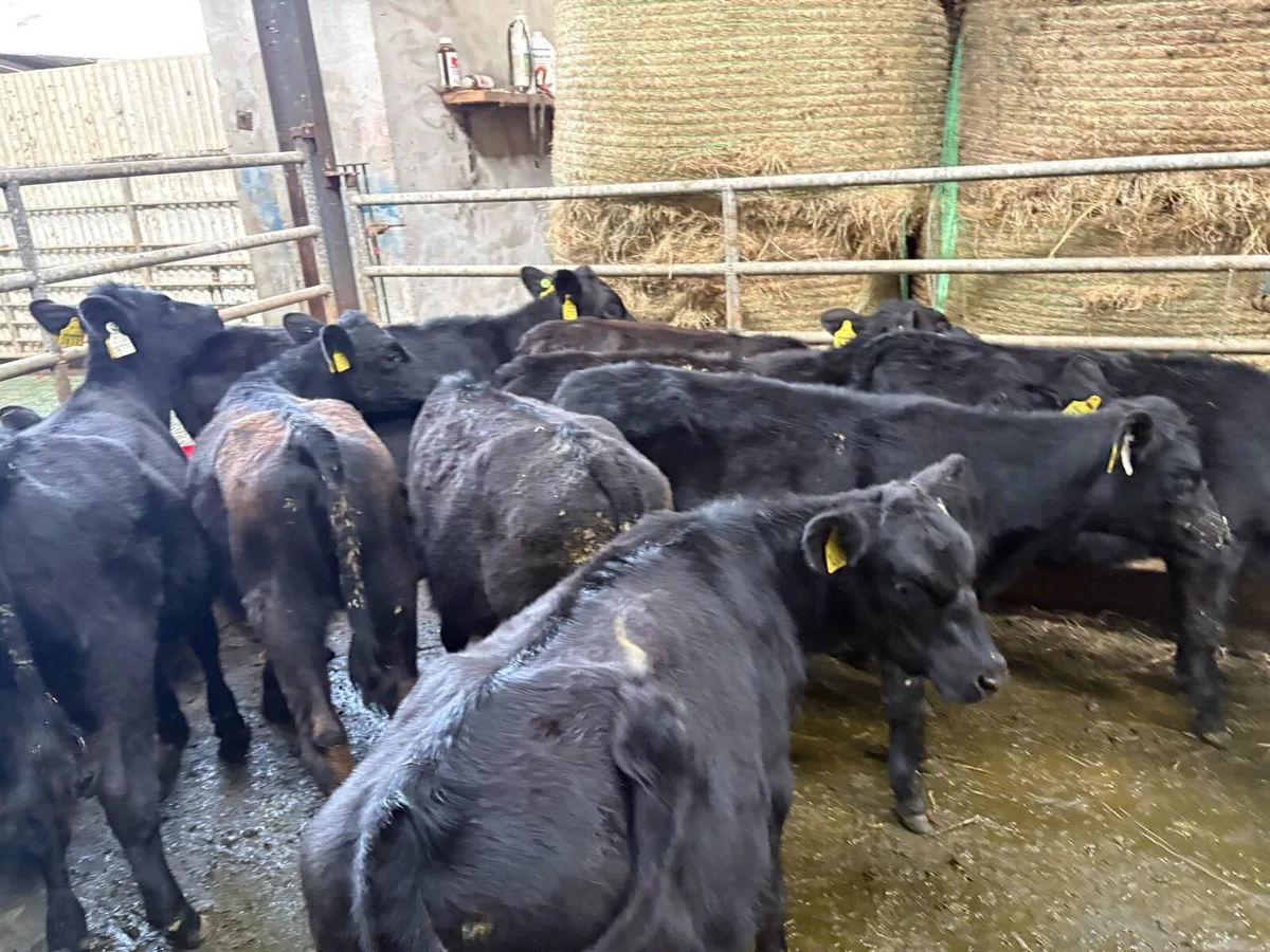 12 Angus heifer Weanlings - Image 3