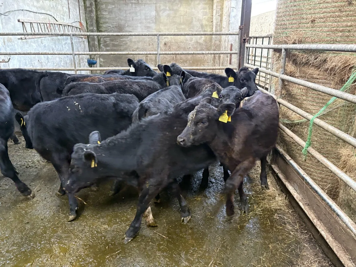 12 Angus heifer Weanlings - Image 4