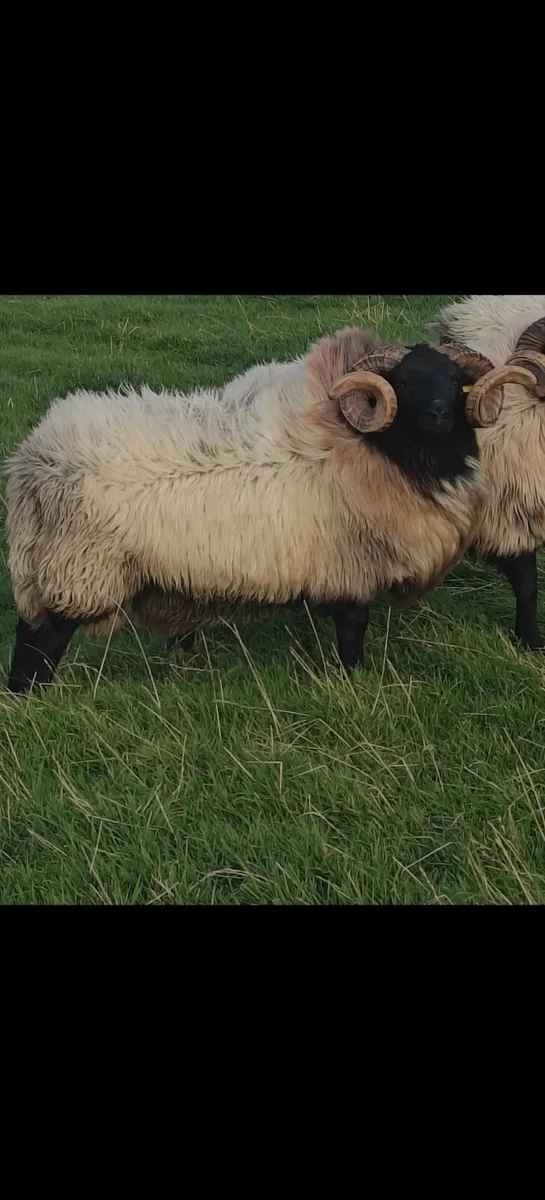 Mayo mountain hog rams - Image 1
