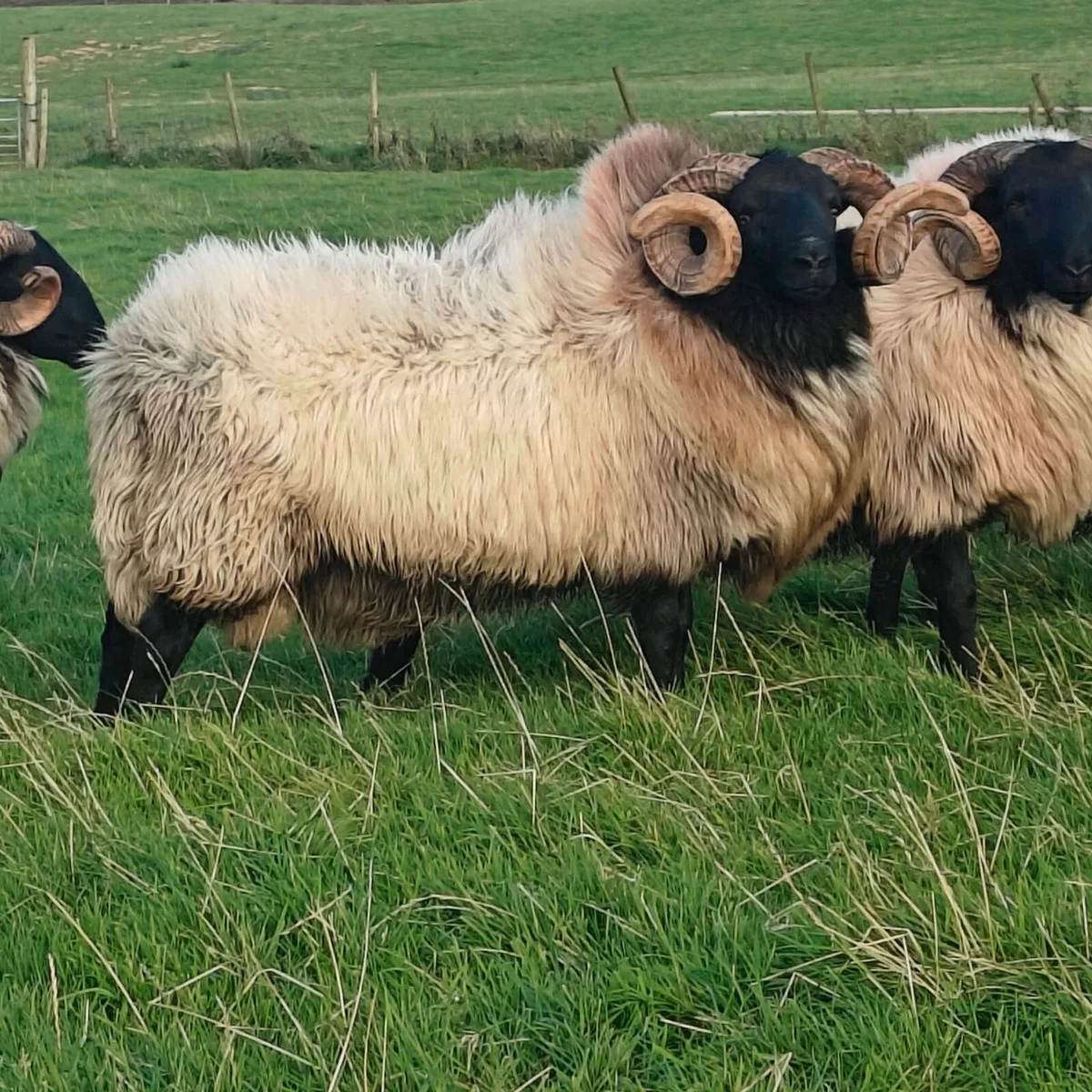 Mayo mountain hog rams - Image 2