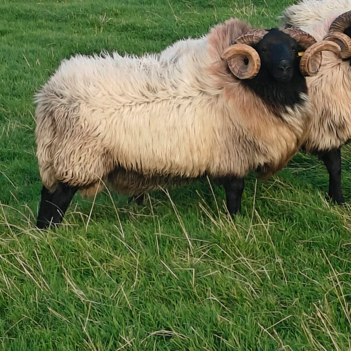 Mayo mountain hog rams - Image 3