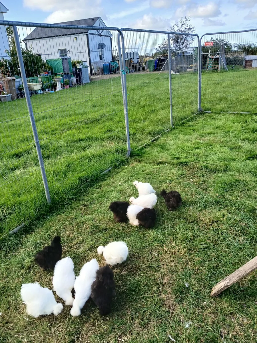 Poultry - Image 1