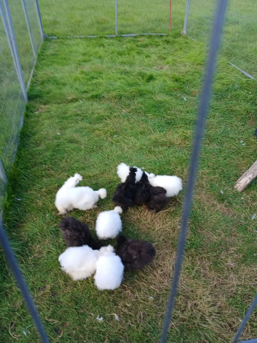 Poultry - Image 2
