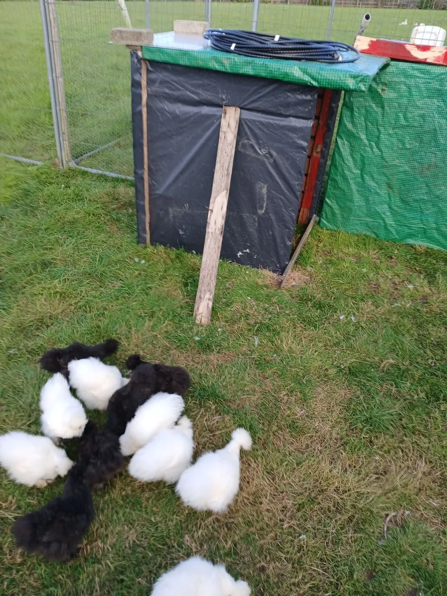 Poultry - Image 3