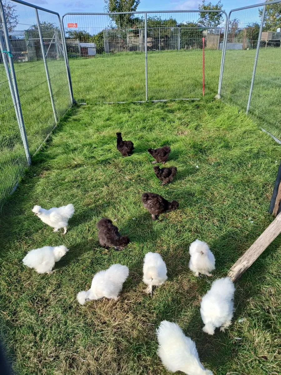 Poultry - Image 4