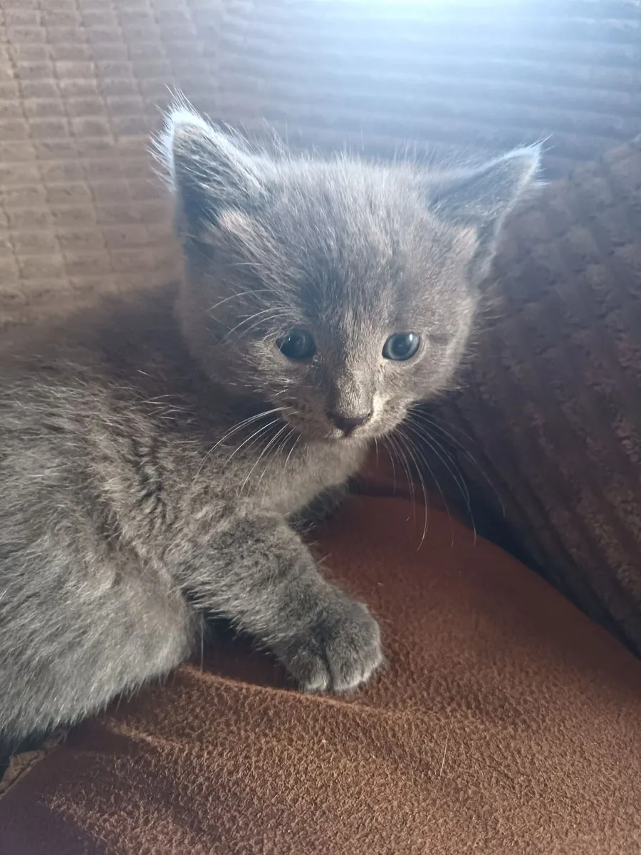 Kittens - Image 1