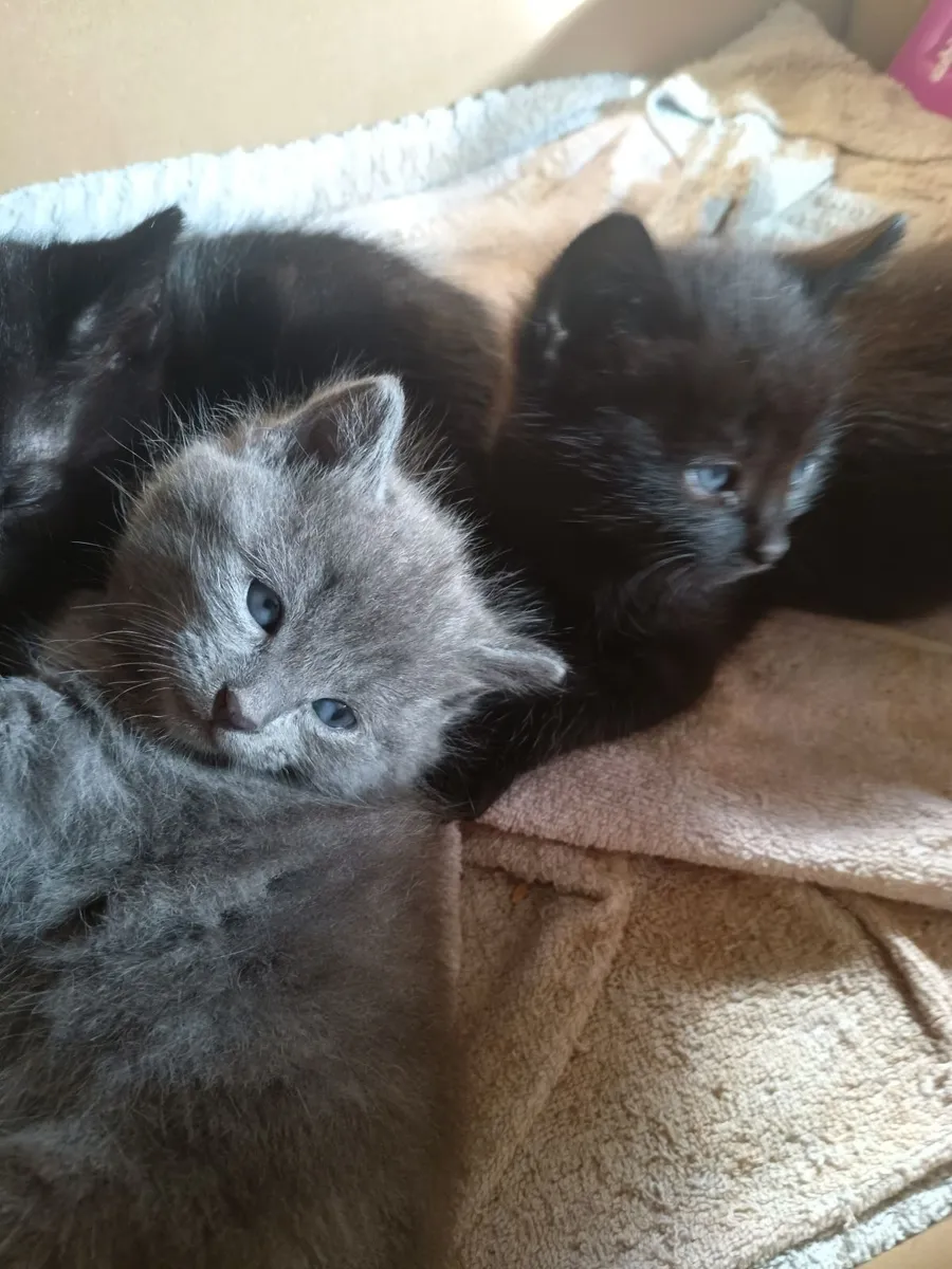 Kittens - Image 2