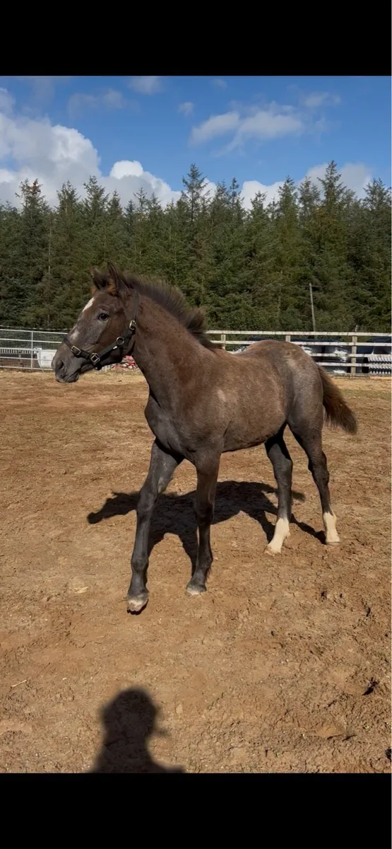 Two Quality Irish Draught Filly Foals - Image 3