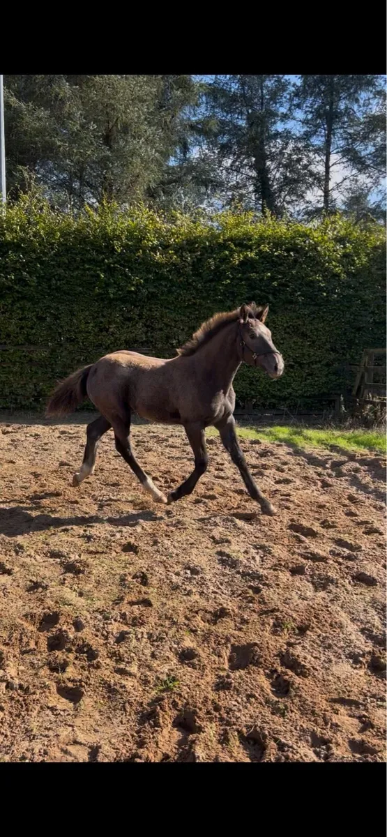 Two Quality Irish Draught Filly Foals - Image 1