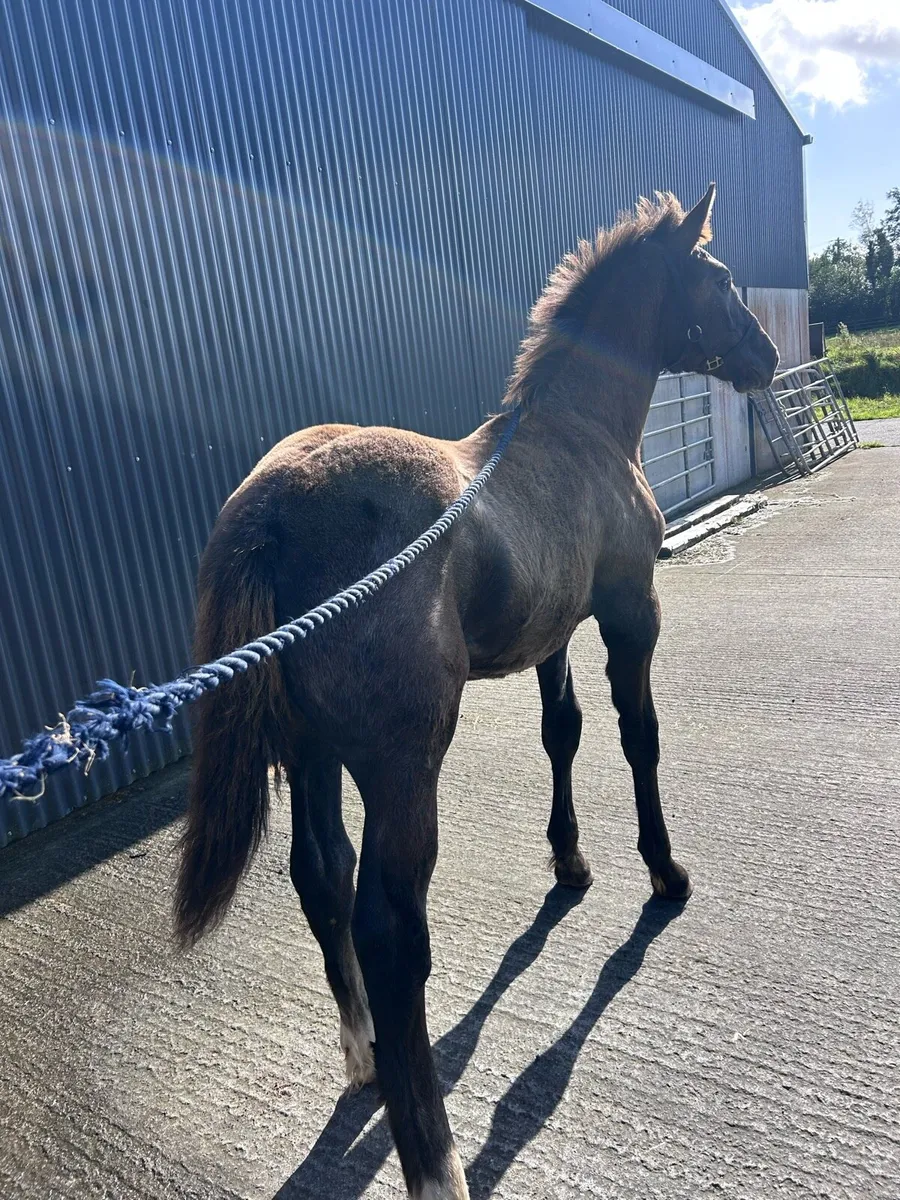 Two Quality Irish Draught Filly Foals - Image 4