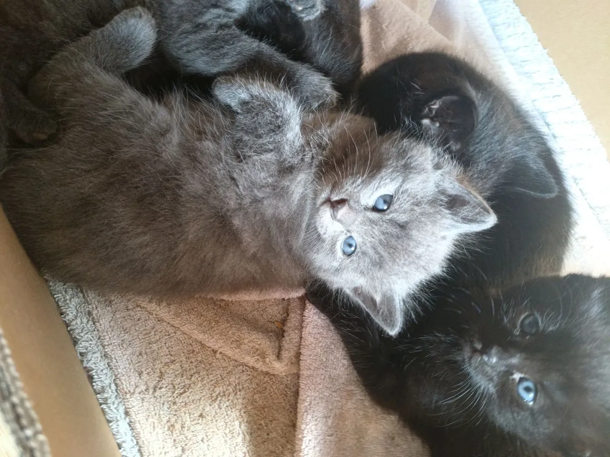 Kittens - Image 3