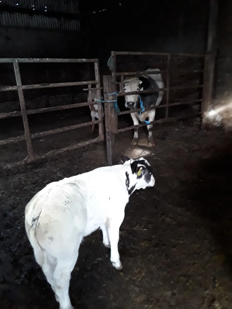 2 Easy calving cows with calves at foot. - Image 2