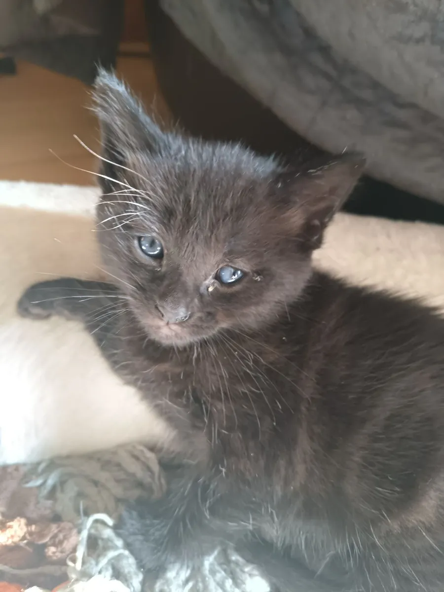 Kittens - Image 4