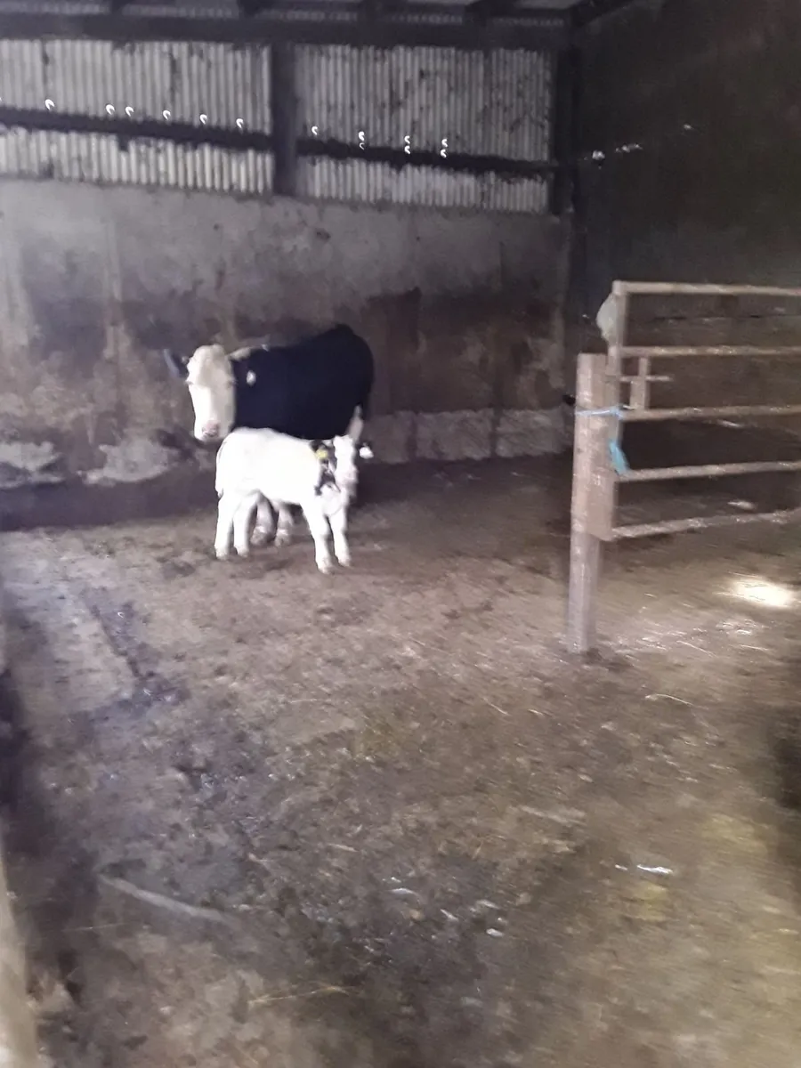 2 Easy calving cows with calves at foot. - Image 3