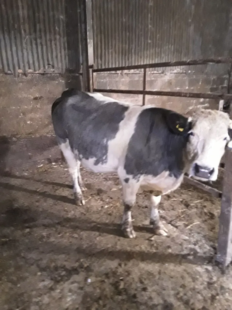 2 Easy calving cows with calves at foot. - Image 4