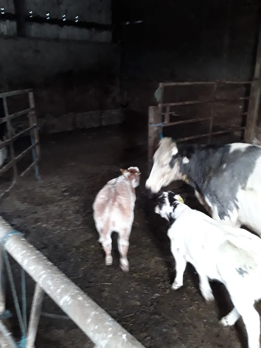 2 Easy calving cows with calves at foot. - Image 1