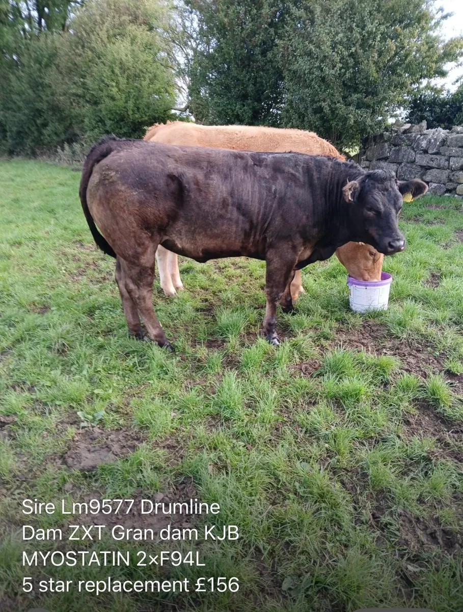 Breeding heifers ballinasloe mart 30th - Image 1