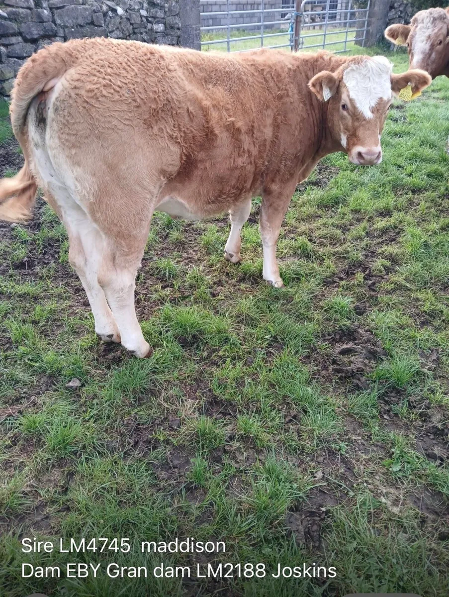 Breeding heifers ballinasloe mart 30th - Image 3