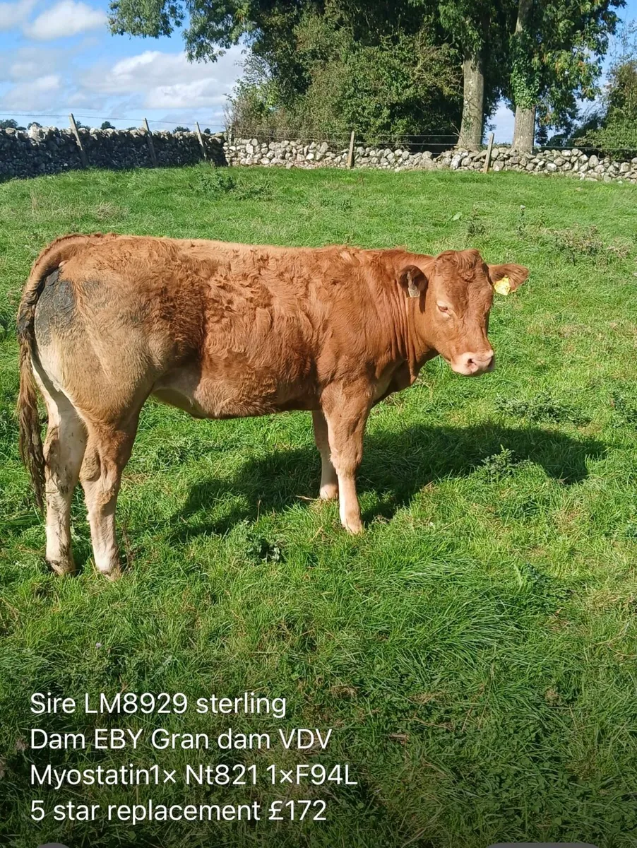Breeding heifers ballinasloe mart 30th - Image 2